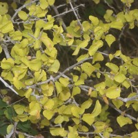Grewia tenax (Forssk.) Fiori
